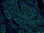 Synaptophysin Antibody in Immunohistochemistry (PFA fixed) (IHC (PFA))