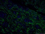 Synaptophysin Antibody in Immunohistochemistry (PFA fixed) (IHC (PFA))