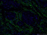 Synaptophysin Antibody in Immunohistochemistry (PFA fixed) (IHC (PFA))