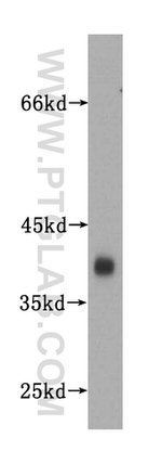 Synaptophysin Antibody in Western Blot (WB)