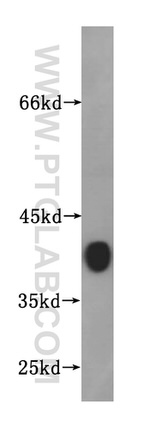 Synaptophysin Antibody in Western Blot (WB)