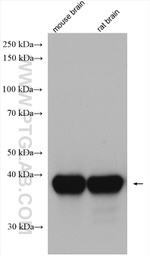 Synaptophysin Antibody in Western Blot (WB)