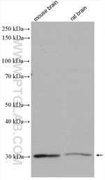 ANT1/2 Antibody in Western Blot (WB)