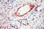 INPP5E Antibody in Immunohistochemistry (Paraffin) (IHC (P))