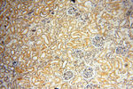 INPP5E Antibody in Immunohistochemistry (Paraffin) (IHC (P))