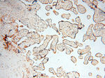 INPP5E Antibody in Immunohistochemistry (Paraffin) (IHC (P))