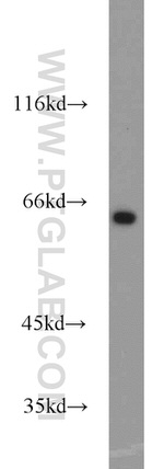 INPP5E Antibody in Western Blot (WB)