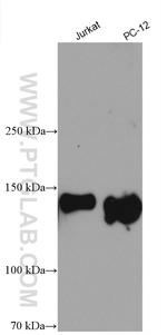 PTK7 Antibody in Western Blot (WB)