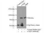 c-Myb Antibody in Immunoprecipitation (IP)