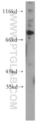 c-Myb Antibody in Western Blot (WB)