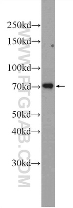 c-Myb Antibody in Western Blot (WB)