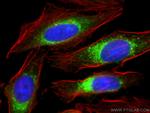 Calumenin Antibody in Immunocytochemistry (ICC/IF)