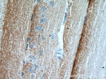 Calumenin Antibody in Immunohistochemistry (Paraffin) (IHC (P))