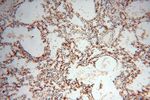 Calumenin Antibody in Immunohistochemistry (Paraffin) (IHC (P))