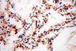 Calumenin Antibody in Immunohistochemistry (Paraffin) (IHC (P))