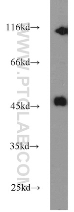 Calumenin Antibody in Western Blot (WB)