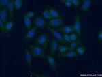 SERP1 Antibody in Immunocytochemistry (ICC/IF)