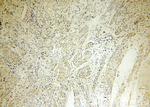 SERP1 Antibody in Immunohistochemistry (Paraffin) (IHC (P))