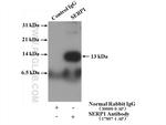 SERP1 Antibody in Immunoprecipitation (IP)