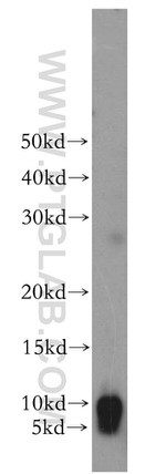 SERP1 Antibody in Western Blot (WB)