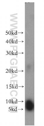 SERP1 Antibody in Western Blot (WB)