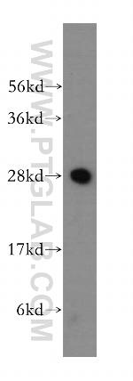 IAH1 Antibody in Western Blot (WB)