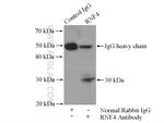 RNF4 Antibody in Immunoprecipitation (IP)