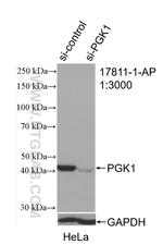 PGK1 Antibody in Western Blot (WB)