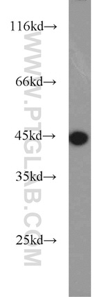 PGK1 Antibody in Western Blot (WB)