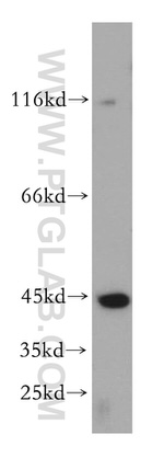 PGK1 Antibody in Western Blot (WB)