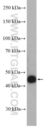 PGK1 Antibody in Western Blot (WB)