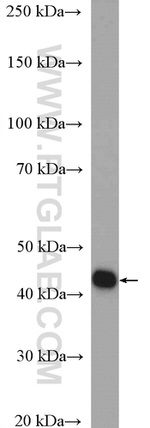 PGK1 Antibody in Western Blot (WB)