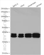 PRPSAP2 Antibody in Western Blot (WB)