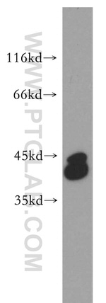 PRPSAP2 Antibody in Western Blot (WB)