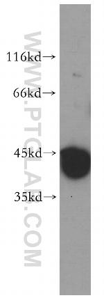 PRPSAP2 Antibody in Western Blot (WB)