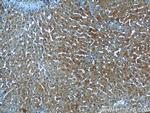 Syntaxin 17 Antibody in Immunohistochemistry (Paraffin) (IHC (P))