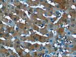 Syntaxin 17 Antibody in Immunohistochemistry (Paraffin) (IHC (P))