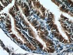 RABL2A Antibody in Immunohistochemistry (Paraffin) (IHC (P))