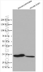 RABL2A Antibody in Western Blot (WB)