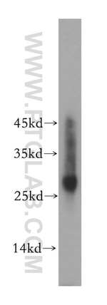 RAB27A Antibody in Western Blot (WB)