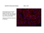 CACNA1G Antibody in Immunohistochemistry (Frozen) (IHC (F))