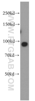 TNPO2 Antibody in Western Blot (WB)