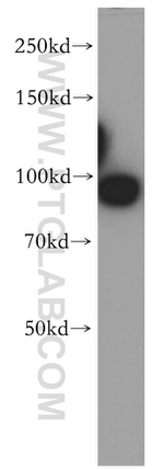 TNPO2 Antibody in Western Blot (WB)