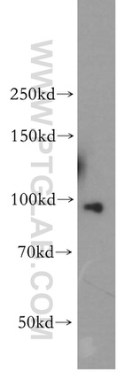 TNPO2 Antibody in Western Blot (WB)