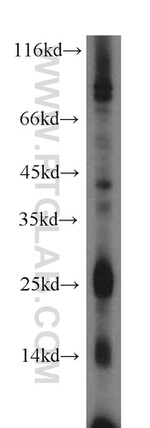 IL3 Antibody in Western Blot (WB)