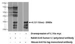 IL3 Antibody in Western Blot (WB)