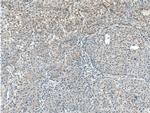 TNFSF8 Antibody in Immunohistochemistry (Paraffin) (IHC (P))