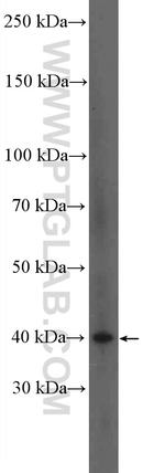 TNFSF8 Antibody in Western Blot (WB)