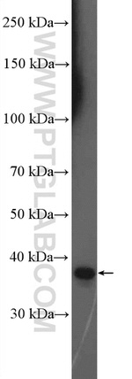 TNFSF8 Antibody in Western Blot (WB)