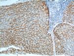 RFTN2 Antibody in Immunohistochemistry (Paraffin) (IHC (P))